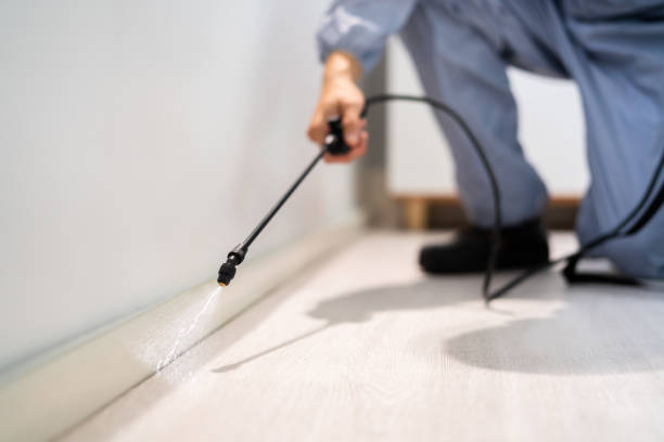 Professional exterminator conducting IPM assessment in Kapolei