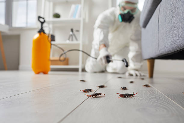 Post-Treatment Bed Bug Interceptor Monitoring in Kapolei